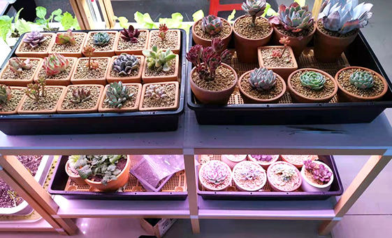 Flower stand